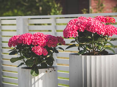 Blommor