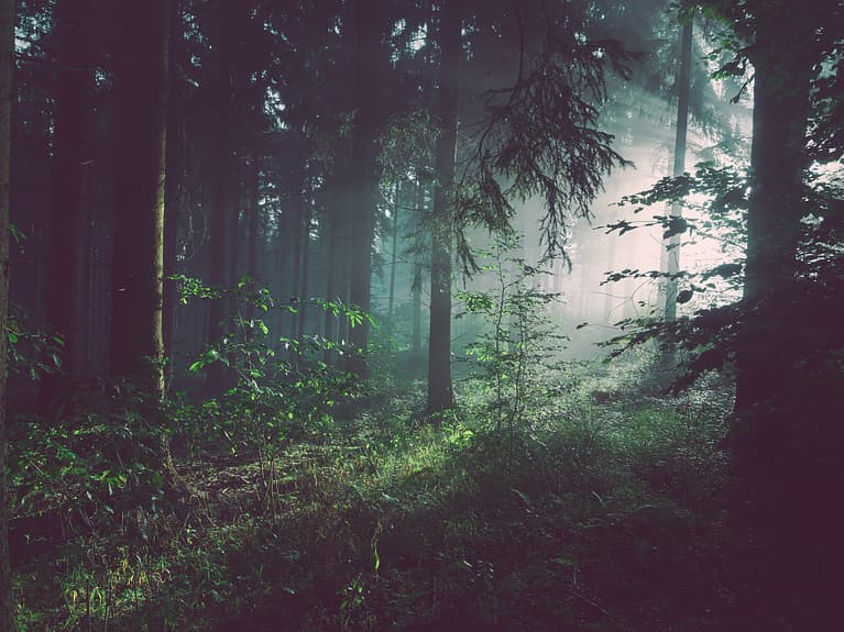 Skog